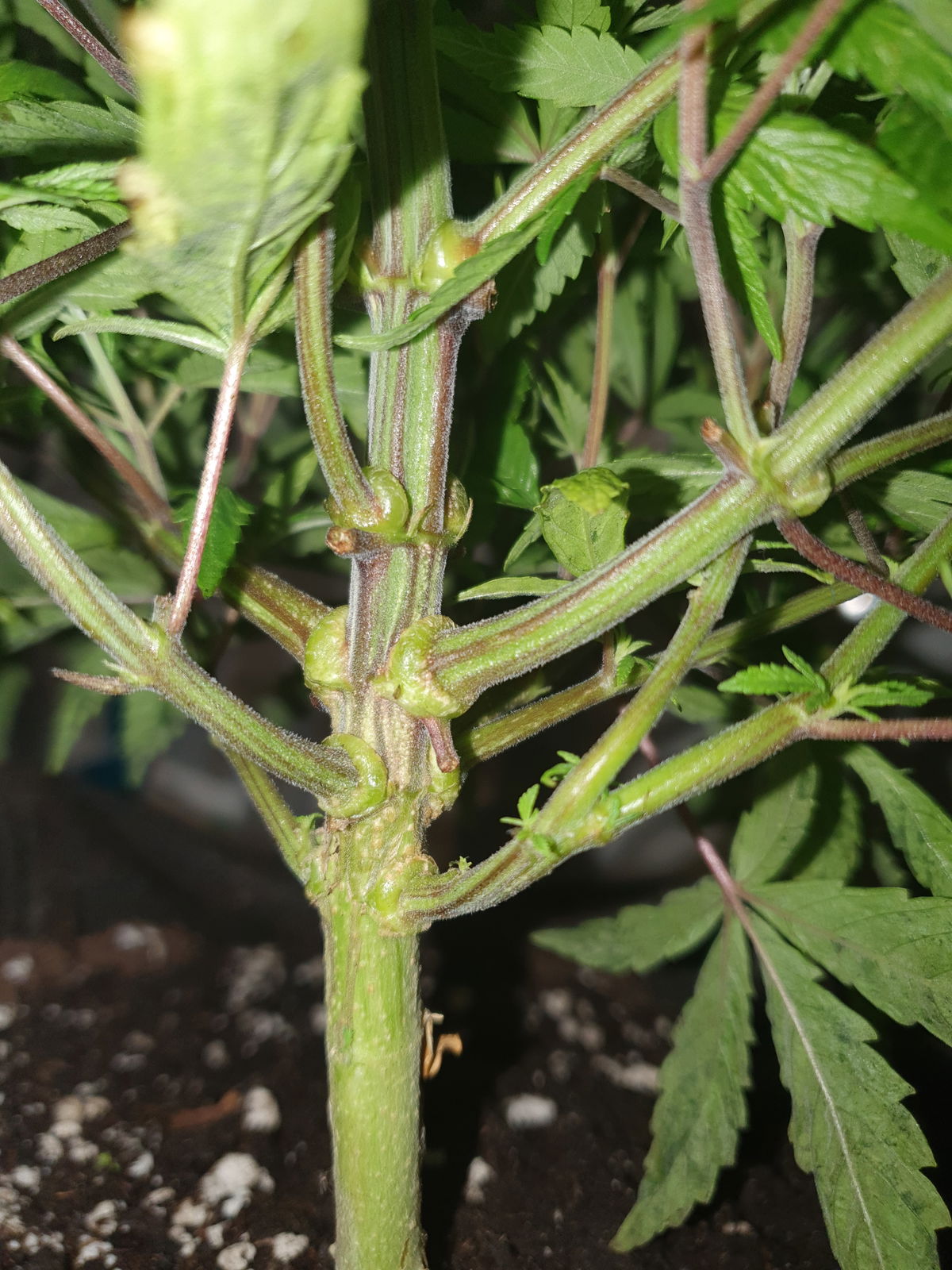 Chitral, Pakistan IBL — Cannabis Grow Journal · Grasscity.forum Journals