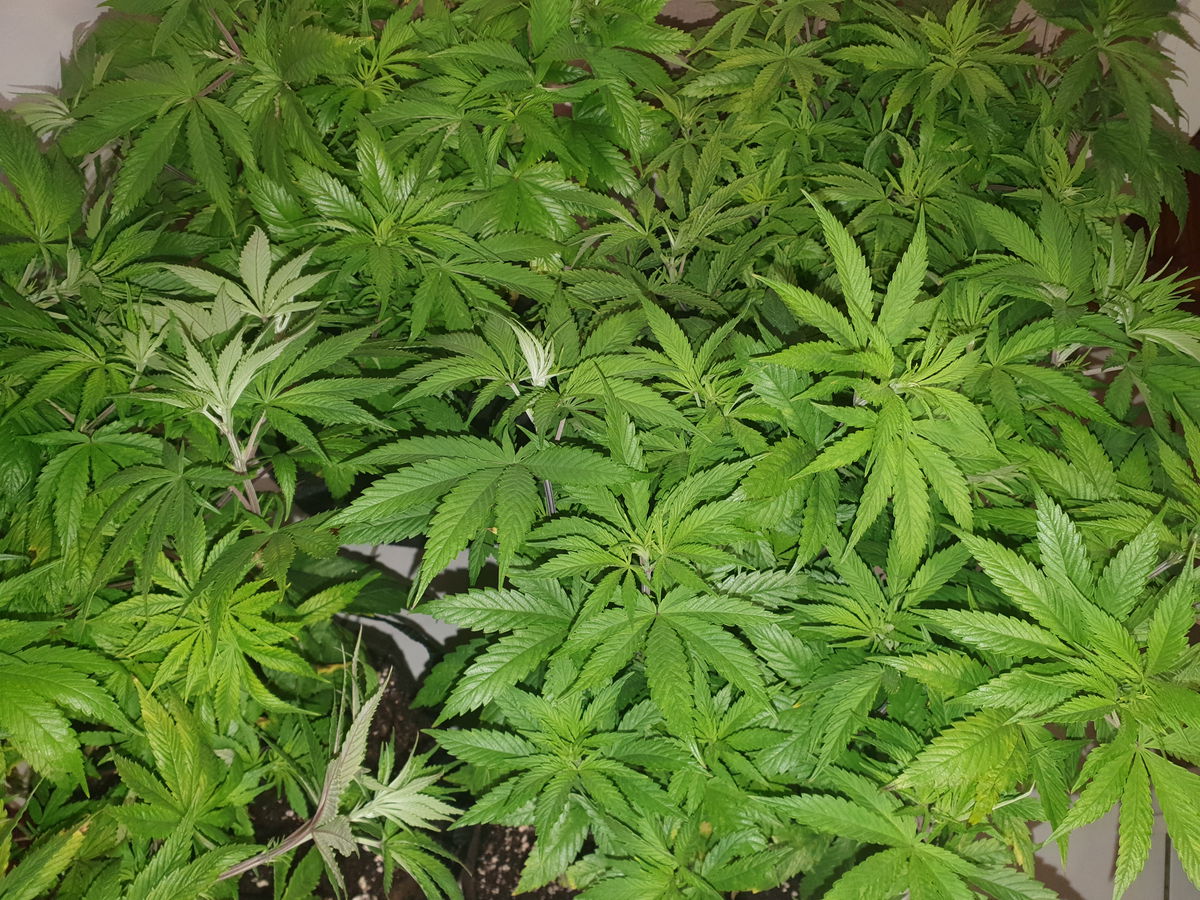 Chitral, Pakistan IBL — Cannabis Grow Journal · Grasscity.forum Journals